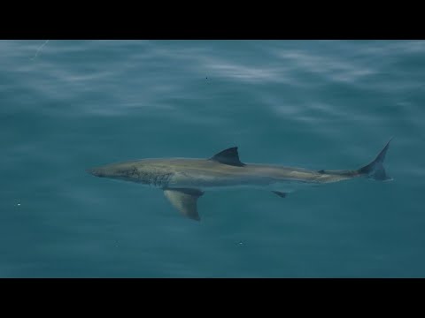 ASDI: helping accelerate scientific research with OCEARCH | Amazon Web Services