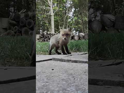 When you just need to see something adorable, watch these baby foxes!