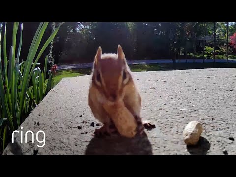 “Too Cute for Words”—Chipmunk and Squirrel Eat Peanuts | RingTV