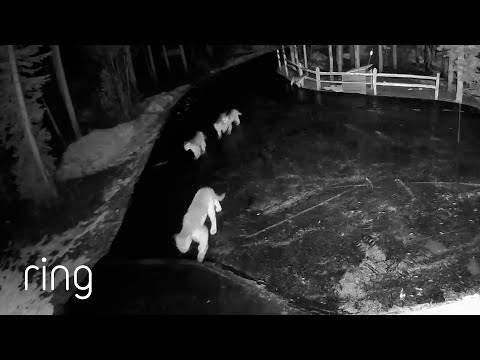 Rare Sighting: Lion Family Crosses Driveway | RingTV