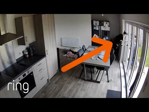 Border Collie Puppy Plays With Window Cleaner | RingTV