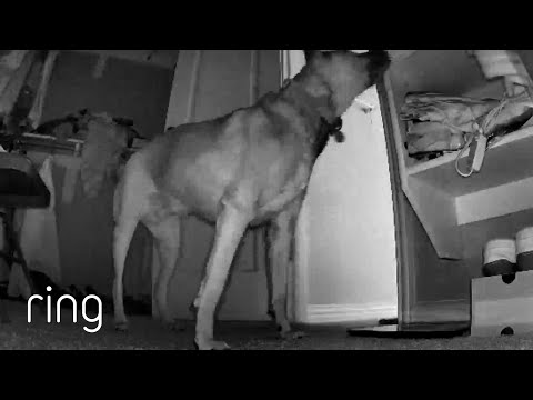So THAT’s Who’s Been Moving the Towels | RingTV