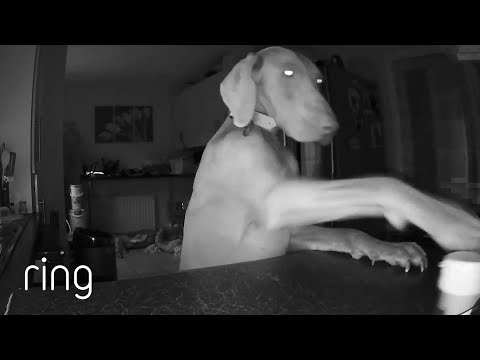 When a Good Boy Goes Bad | RingTV
