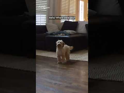 When a puppy runs to your voice over a Ring Cam and can’t wait for you to come home!
