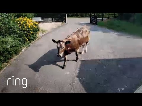 Not The Visitors You Were Expecting | RingTV
