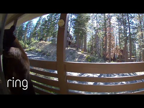 Bear Tries to Help Herself Inside Someone’s Home | RingTV