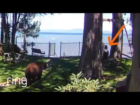 Young Girl’s Close Call With Lurking Bear in Backyard! | RingTV