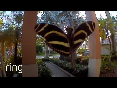 Is This Beautiful Striped Butterfly Attracted to the Ring Cam? | RingTV