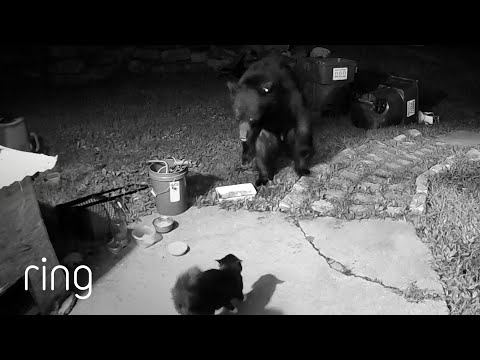 Bear vs. Cat’s Intense Showdown! | RingTV
