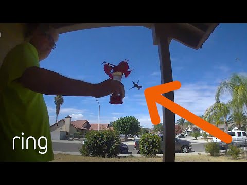 Man Has Gained the Trust of Local Hummingbirds | RingTV