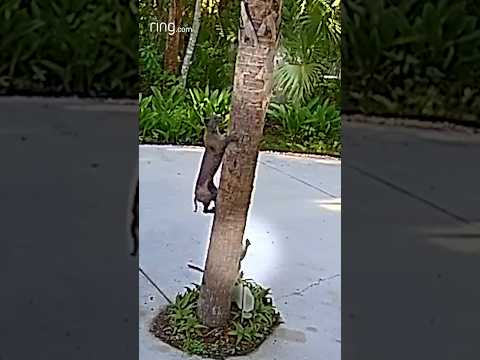 Squirrels’ impressive maneuvers confuse bobcat!