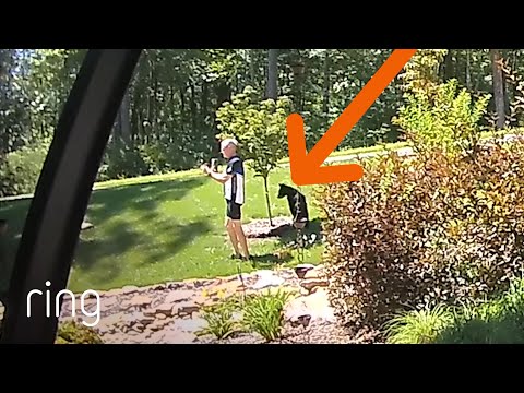 Who Is More Scared of Who? Bear or Man? | RingTV