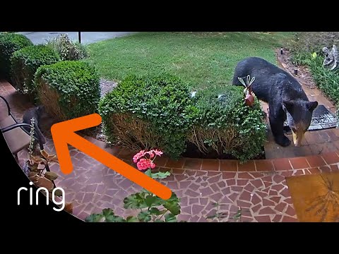 This Cat Just Can’t “Bear” This Intruder | RingTV