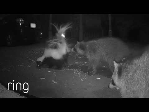 When The Food is Too Good to Care About The Company | RingTV