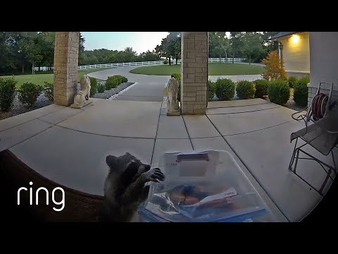 Raccoon Kept Its Eyes on The Prize | RingTV