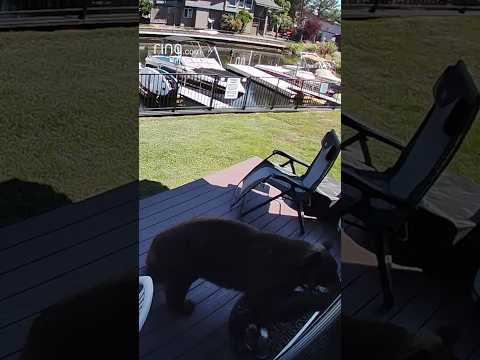 Imagine if this bear was in your backyard!