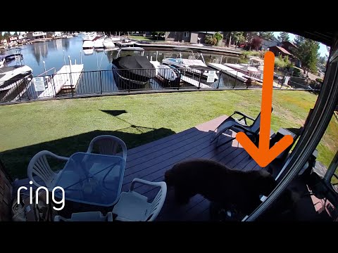 Bear Destroys Man’s Screen Door Trying to Get Inside His Home! | RingTV