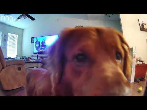 Watch This Golden Retriever’s Reaction to Hearing Owner’s Voice on Ring | RingTV