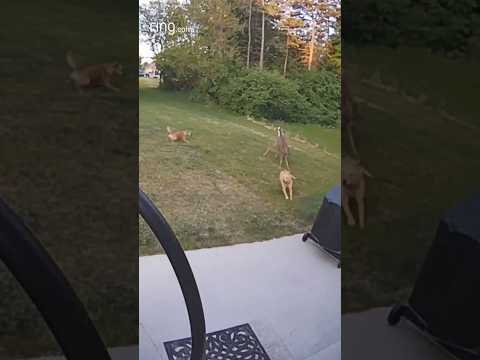 Dogs have fun with a not-so-typical playmate!
