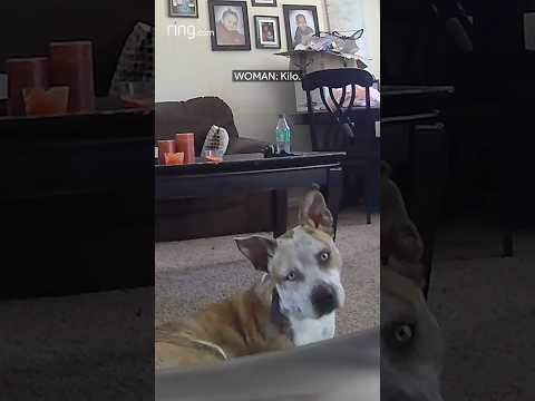 Curious dog wonders why he hears owner’s voice when she isn’t in the room!