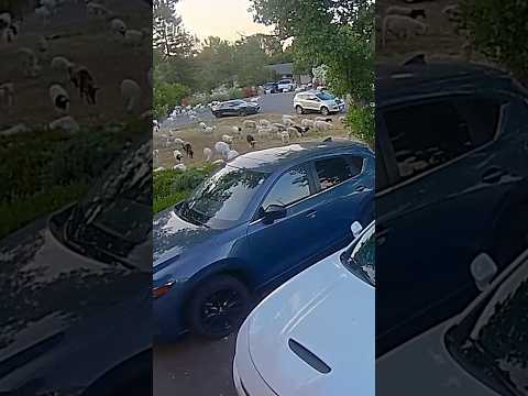 Look at what was unleashed on this yard!