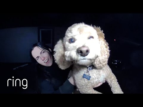 “This is the Face of a Sassy Dog!” | RingTV
