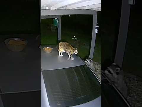 This cat’s dinner was ruined! #cats #catshorts