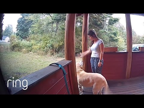 Dog Who Loves to go on Walks Was so Disappointed After Seeing This… | RingTV