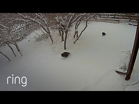 Trying to Talk to Some Local Turkey’s Through Ring! | RingTV