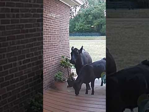 Don’t mind us, we were just moooving along!