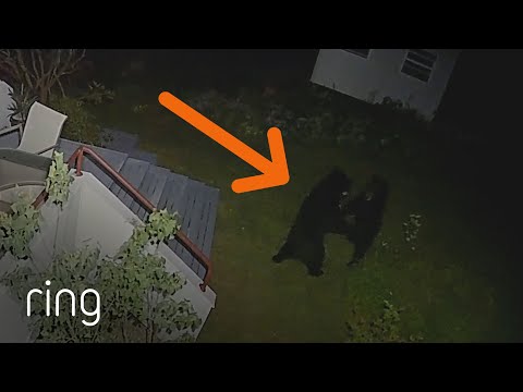 Black Bears Settle Their Differences in a Man’s Yard! | RingTV