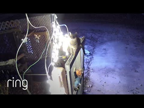 Neighborhood Cat Likes to Show Off Acrobatic Abilities on Ring | RingTV