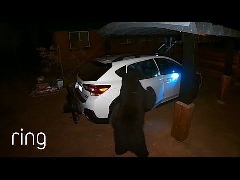 Where Did The Bear Learn To Do This? | RingTV