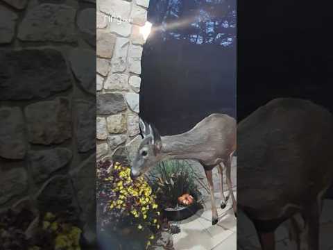 What a polite deer!