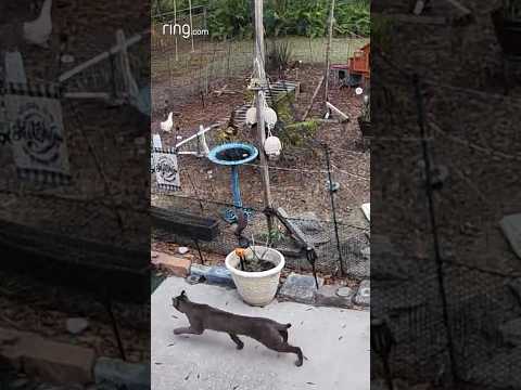 This desperate bobcat thought this would be an easy meal!