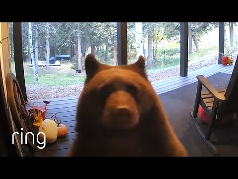 A Family of Bears Stroll Around a Woman’s Porch as if They Own It! | RingTV