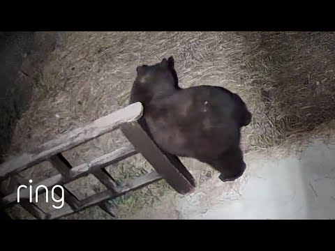 The Pure Satisfaction of Scratching That Hard-to-Reach Itchy Spot! | RingTV