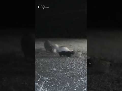 What could bring raccoons and a skunk together?