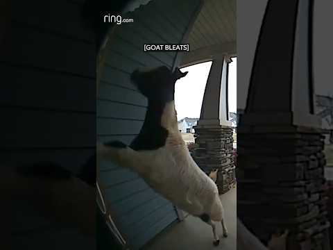 Rogue goat bursts into couple’s home!