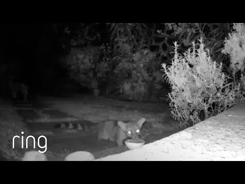 Have You Ever Seen a Cacomistle Before? | RingTV