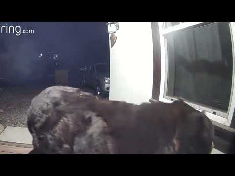 Huge Mama Bear Gets Curious About Woman’s Home | RingTV