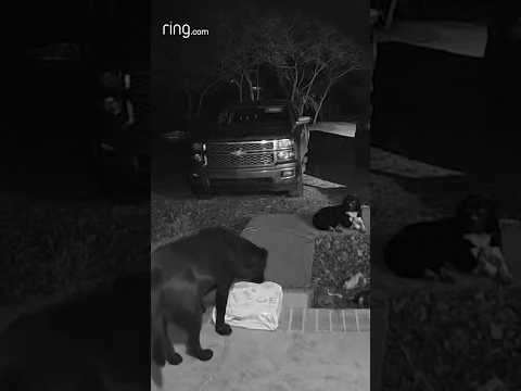 “Guard” dog fail?