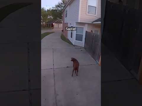 Will Sadie listen to her owner?