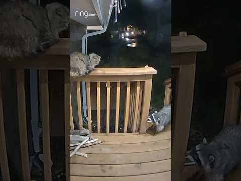 Better than a guard dog?