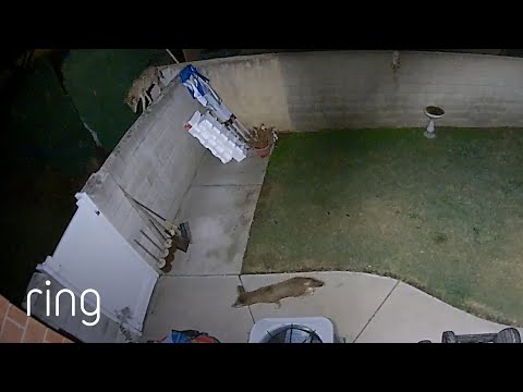 What Were These Coyotes Searching For? | RingTV