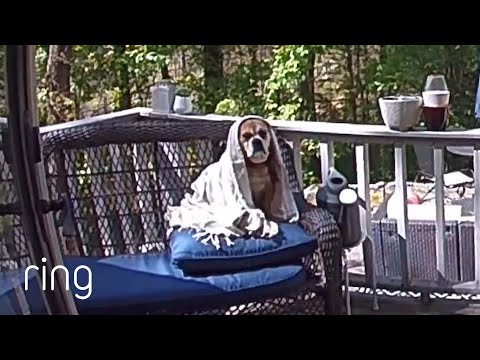 Take This as a Sign to Get Some R&R | Pet Portraits