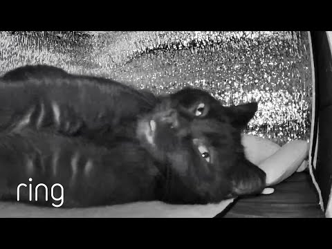 Man Builds a House For a Local Stray Cat | RingTV