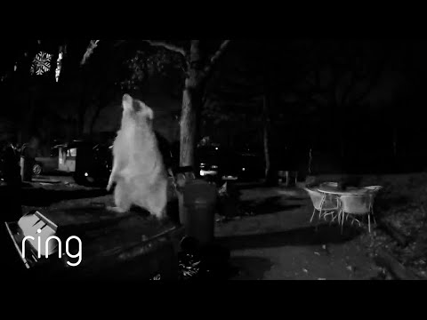Watch This Resourceful Raccoon Get the Prize! | RingTV
