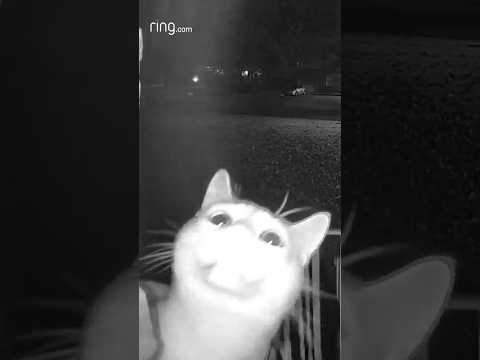 Was this cute kitty trying to use the doorbell?
