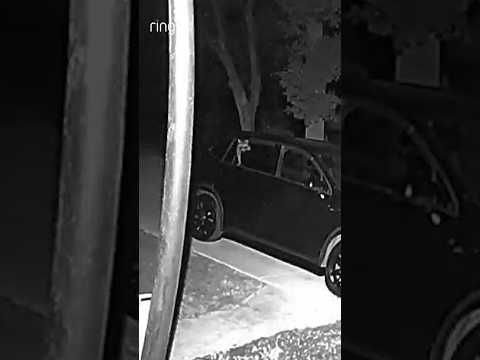 This raccoon has prepared for this moment its entire life